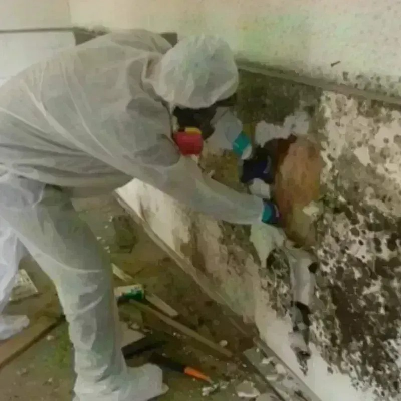 Mold Remediation and Removal in Hanover, OH